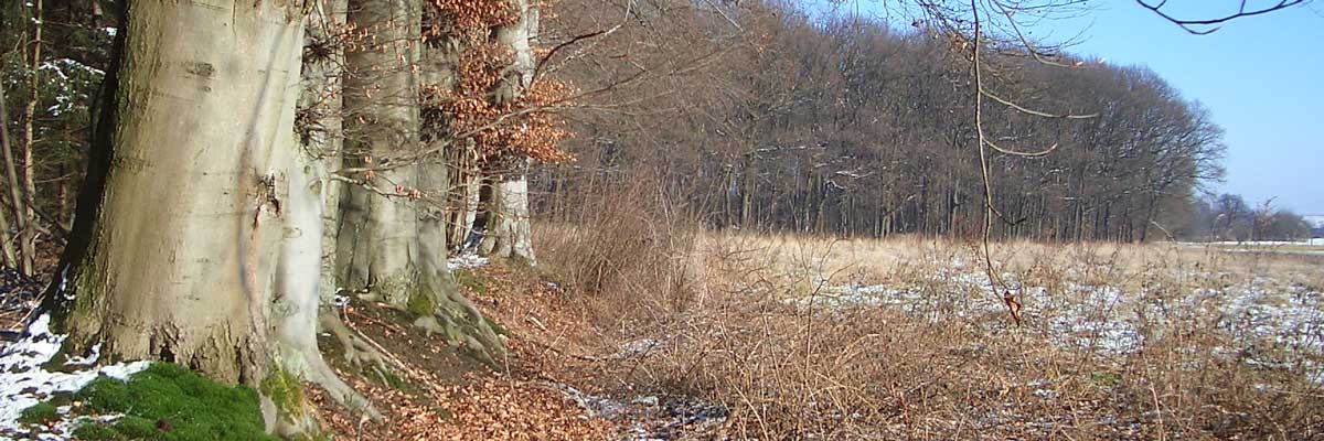 Erteilung von Rechtsauskünften zum Jagdrecht, Naturschutzrecht usw. sowie Beratung der Jagdgenossenschaften bei der Wahrung ihrer gesetzlichen Aufgaben